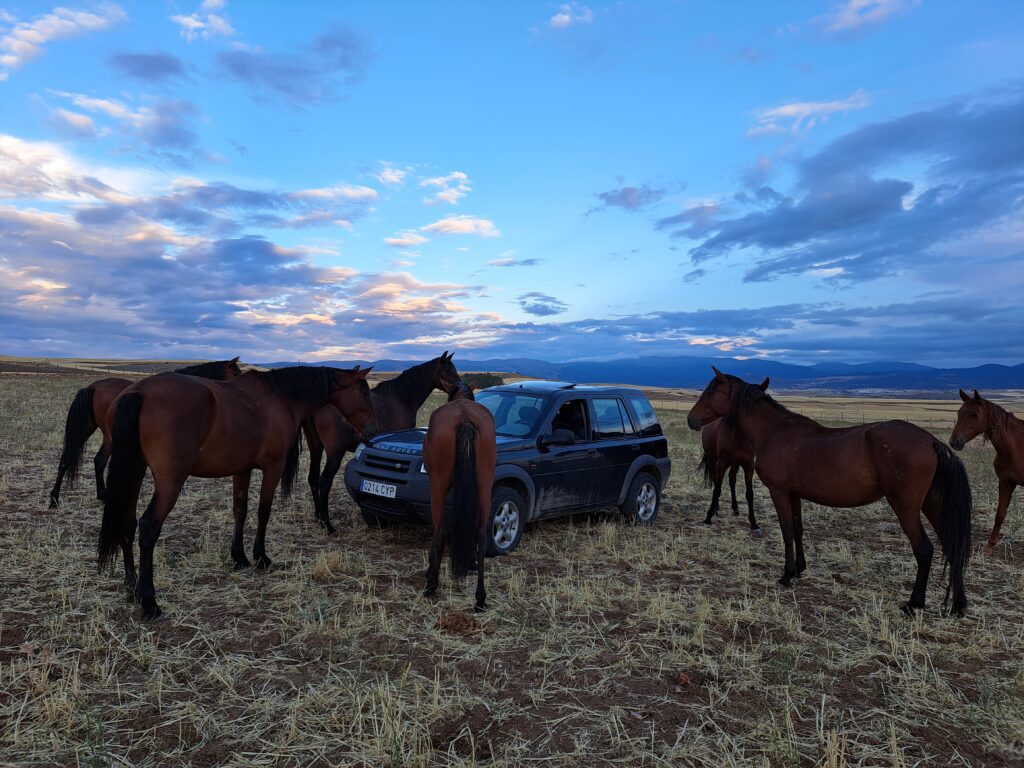 caballos esperando a Enrique