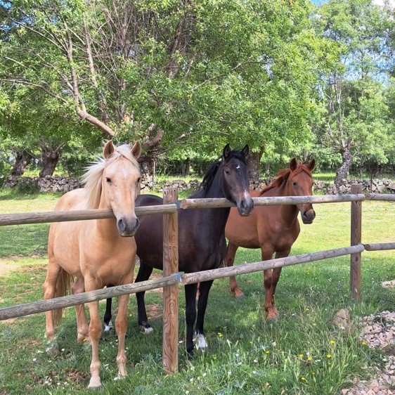 Aprendiendo a montar a caballo en pista cerrada con Enrique Zunzunegui, experto en "amanse del caballo". Niño recibido clases de doma natural.