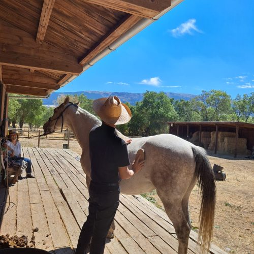 zac adulto limpiando cab Rutas a caballo por la sierra norte de Madrid. Rutas a caballo por Segovia. Paseo en coche de caballos por la sierra. Clases de equitación. Equinoterapia. Rutas en familia